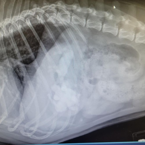 Pet Digital X-Ray Service Image